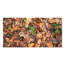 Autumn Dry Leaves and Green Clovers Picture Card