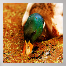Autumn Duck Posters
