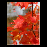 Autumn Fire postcards