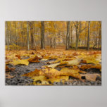 Autumn Floor Posters