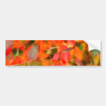 Autumn foliage bumper sticker