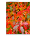 Autumn foliage cards
