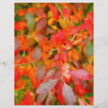 Autumn foliage full color flyer