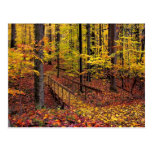 Autumn Footbridge,postcard