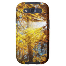 Autumn Forest Light