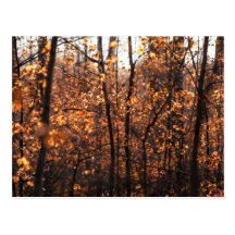 Autumn Glory Postcard