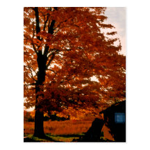 Autumn Glory red Postcard