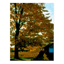 Autumn Glory yellow Postcard