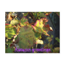 Autumn greetings wens kaarten