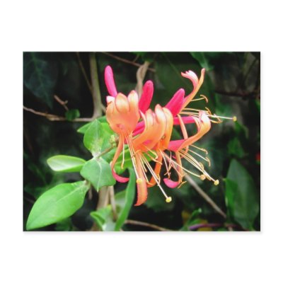 Autumn Honeysuckle ~ postcard by Andy2302