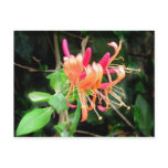 Autumn Honeysuckle ~ postcard