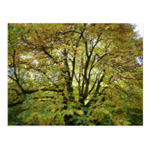 Autumn Horse Chestnut Tree Postcards
