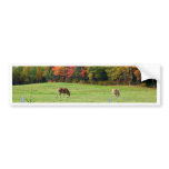Autumn_In_Maine_13 Bumper Sticker