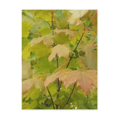 Autumn In Maine Post Cards by nmpics