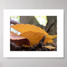 Autumn in Sacramento Poster
