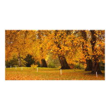 Autumn in the park photo greeting card