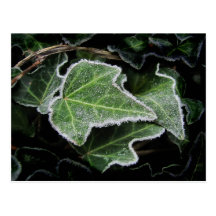 Autumn Ivy ~ postcard