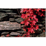 Autumn landscape, New England, U.S.A. from the For photo sculptures
