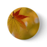 Autumn Leaf