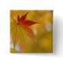 Autumn Leaf