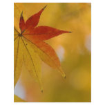 Autumn Leaf flyers