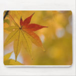 Autumn Leaf