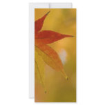 Autumn Leaf