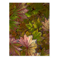 Autumn Leaves: Albert Camus - Postcard postcards