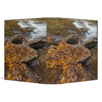 Autumn leaves along Looking Glass Creek in the