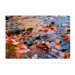 autumn leaves colour post cards
