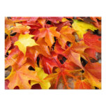 Autumn Leaves Colourful Photography Art Prints photography