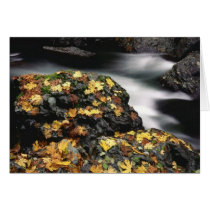 Autumn Leaves, Elk River, Oregon Greeting Cards