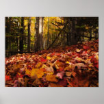 Autumn Leaves on the Forest Floor Print