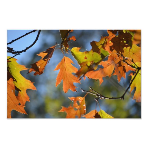 Autumn leaves foto prints
