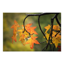 Autumn Leaves Photograph