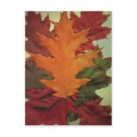 Autumn Leaves Postcard
