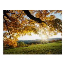 Autumn Leaves Postcard
