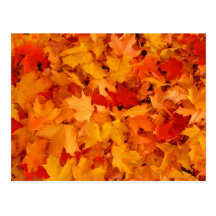 Autumn leaves postcard