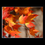 Autumn Leaves postcards