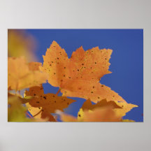Autumn maple leaf and blue sky, White Posters