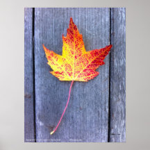 Autumn Maple Leaf Posters