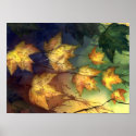 Autumn Maple Leaves posters
