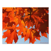 Autumn Maple Print Photo