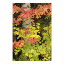 Autumn maple trees and birch tree, White Photo