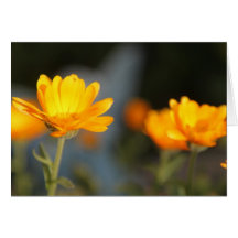 Autumn Marigold Card