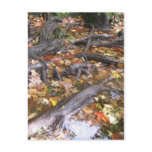 autumn mush postcard