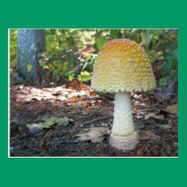 Autumn Mushroom calendar ~ postcard postcards