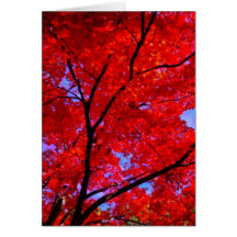 Autumn on Fire - Cards