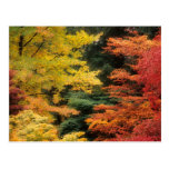Autumn Palette Postcards