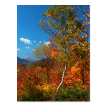 Autumn Pictures Postcard